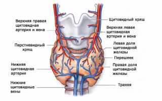 Антитела щитовидной железы