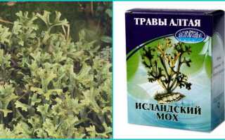 Исландский мох — лучший доктор от всех болезней
