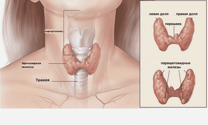 Заболевания щитовидной железы: симптомы, признаки, лечение - МедКом